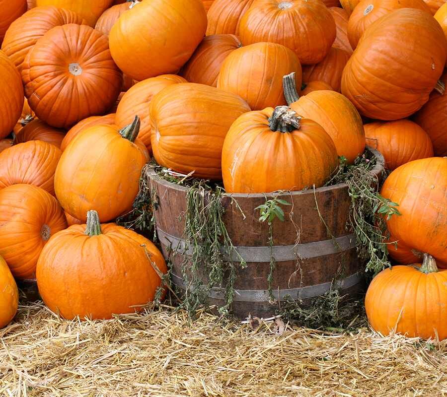 halloween-lineup-pumpkins